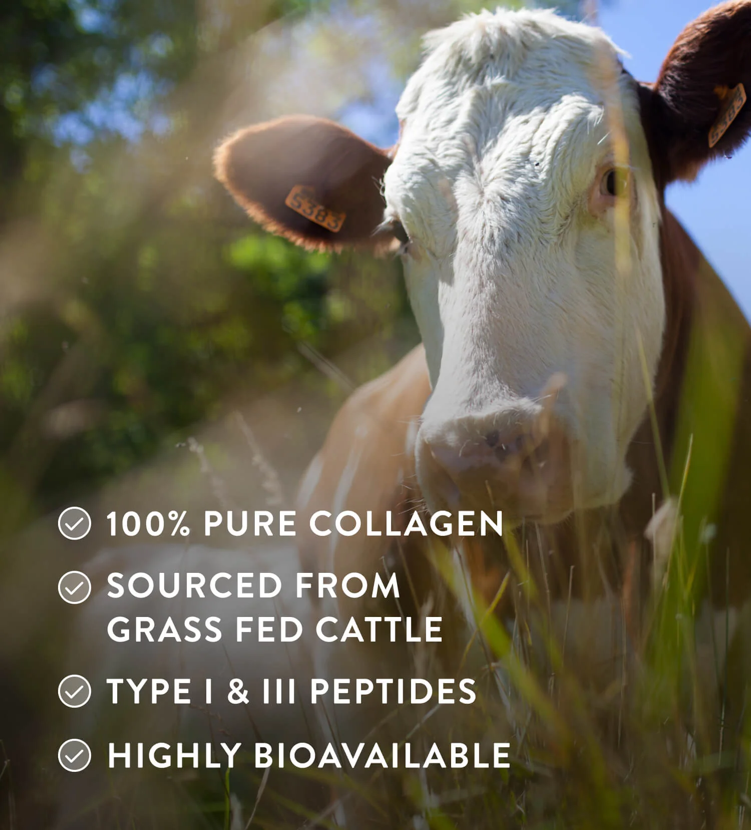 Collagen Powder - Image 4